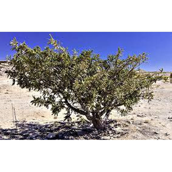 Frankincense v Frankincense Essential Oil – Which Wins in the Battle Against Cancer?      By Claire Galea