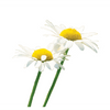 Roman Chamomile