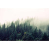 Misty forest
