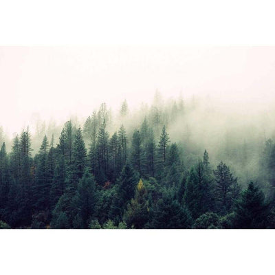 Misty forest